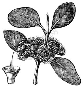 或古典雕刻植物学植物群植物叶子古董灌木蚀刻艺术品种子娘科图片