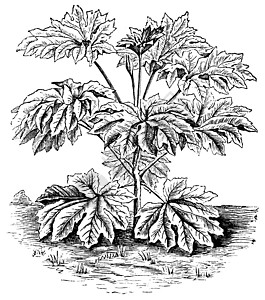 宣纸植物或通州或蚀刻园艺叶子植物群莎草雕刻种子艺术绘画花园图片