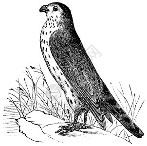 梅尔林或鸽鹰或法尔库姆巴利乌斯 古老的雕刻蚀刻动物羽毛大道鸽子动物群插图动物学绘画骨灰盒图片