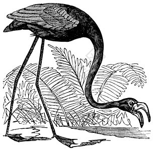 常见的火烈鸟或 或动物雕刻玫瑰动物学翅膀辣椒插图涉水脊椎动物荒野图片