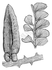 纽罗多底里斯和阿迪亚特人 古代雕刻艺术品化石蕨类植物学古董植物插图叶子白色艺术图片