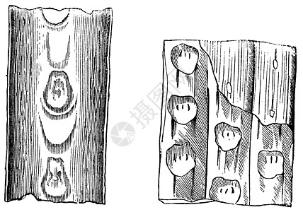 谷歌 古代雕刻古董森林化石植物石松类印记插图艺术蚀刻刀刃图片