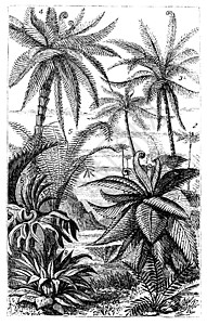亚伯白 古老雕刻的插图森林植物学艺术古董树状植物灭绝蚀刻艺术品白色图片