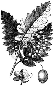 白灰或弗拉克西努斯 美国古代雕刻农业草图艺术打印蚀刻树叶古董艺术品植物学植物群图片