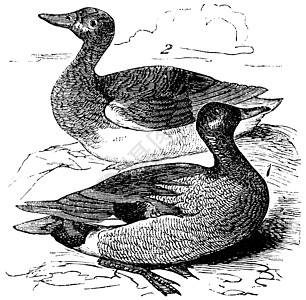 Gadwall 或复古雕刻池塘女性草图打印羽毛游泳男性荒野链球菌野生动物图片