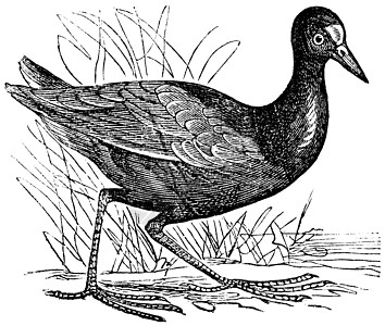 Moorhen 或 Gallinula 普通古代氯素植物雕刻古董野生动物母鸡打印羽毛绘画草地荒野翅膀蚀刻图片