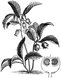 或东方茶莓老古代雕刻的文笔艺术品花朵艺术鹧鸪古董树叶植物群绘画俯卧撑浆果图片