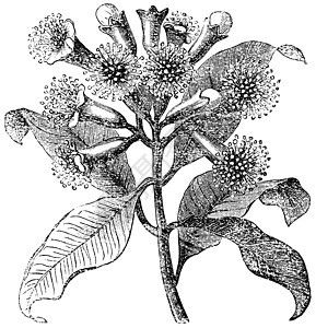 织物或香芳香素插图艺术艺术品植物学牙科石竹绘画植物药品古董图片