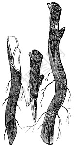 图 3  衣领上的鞭嫁或舌嫁插图艺术鞭子嫁接植被蚀刻技术艺术品绘画木头图片