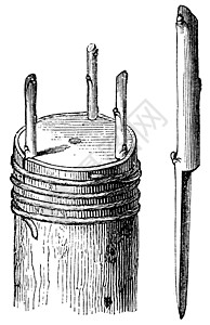 Fig 4 皇家移植或理发移植古代雕刻绘画植被果皮生长嫁接木头古董接穗蚀刻艺术品图片