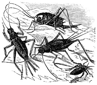 2 野外板球阿切塔野营触角艺术品害虫场地昆虫蟋蟀动物群古董野生动物漏洞图片