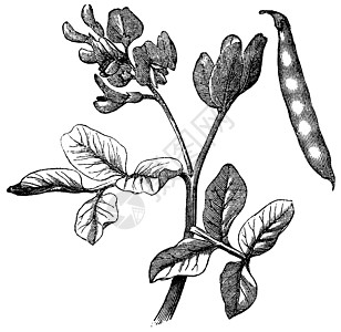 普通豆类Schechollus粗俗古代雕刻脆弱性收成艺术品蔬菜插图种子幼苗菜豆生产植物图片