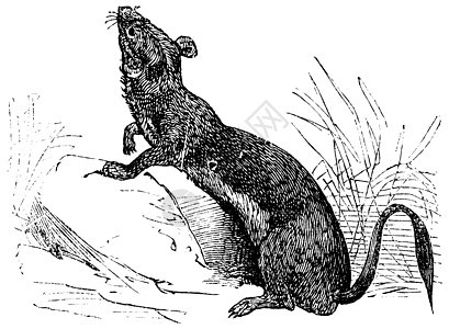 Stoat 或夏季毛皮古典的短尾艺术品捕食者猎人宠物古董插图鼬鼠黄鼠狼警报图片