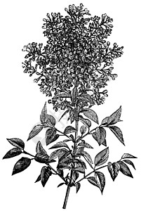 Syringa 粗俗利拉克或普通Lilac古老雕刻叶子热带白色植物艺术品衬套紫丁香生长插图艺术图片