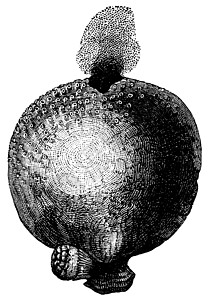 巨型浮球或古代雕刻马勃蚀刻古董菌目艺术品钙质菌类草图食物绘画背景图片
