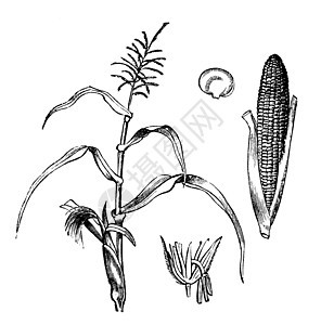 CornMaize 或雕刻粮食商品谷物蔬菜玉米芯插图爆米花古董植物玉米图片