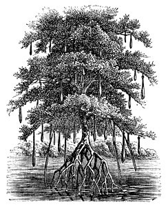 红树林或曼加尔古代雕刻植物沼泽根茎胎生雌雄红树生态植物群河口植被图片