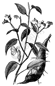 箭头根或古代雕刻插图商业草图草本植物植物学艺术品姜目绘画古董植物群图片