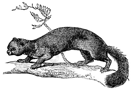 欧洲松貂或貂貂复古雕刻动物动物学黄鼠狼松树绘画爪子插图生物生物学草图图片