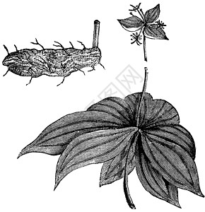 Medeola 处女座或印度黄瓜根 古代雕刻绘画白色生活插图蚀刻艺术品植物古董艺术叶子图片