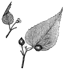 弗吉尼亚黑莓 或生长水果绘画静脉古董蚀刻插图白色植物雕刻图片