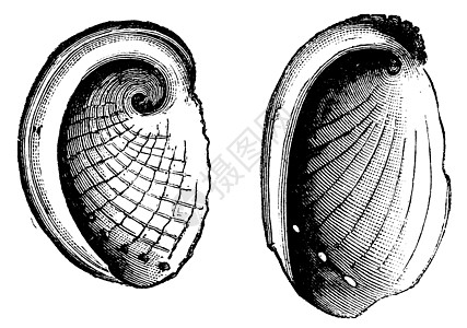 鲍鱼贝壳插画