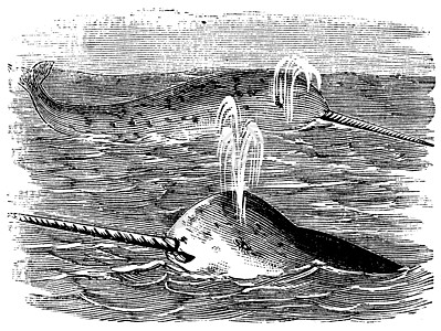 Narwhal 或 Mondidon 单冰激素 刻有文字的老式插图绘画威胁海洋脊椎动物食肉古董艺术品捕食者艺术獠牙图片