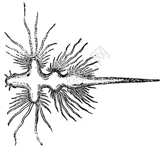 Sea Slug 或雕刻的老式插图艺术角质动物蚀刻食肉动物学鼻涕虫异支动物群触手图片