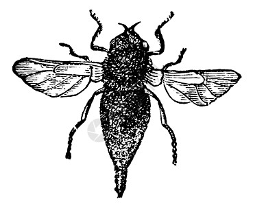 煤气或马机苍蝇老古董雕刻艺术品插图昆虫蚀刻漏洞动物害虫艺术野生动物白色图片