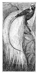 翡翠天堂鸟或蚀刻荒野热带艺术雕刻野生动物天堂插图古董羽毛图片