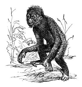 Orangutan 或 Pithecus 萨特鲁斯 古代雕刻丛林动物园古猿动物古董艺术野生动物蚀刻色狼绘画图片