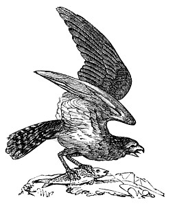 美国的奥斯佩里 潘迪翁食肉动物 鱼鹰或海鹰艺术品鸟类猎物野生动物雕刻绘画爪子羽毛荒野蚀刻图片