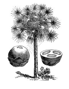 甘蔗棕榈或Borassus标签 古代雕刻树叶植物群种子蚀刻艺术水果花园绘画艺术品植物图片