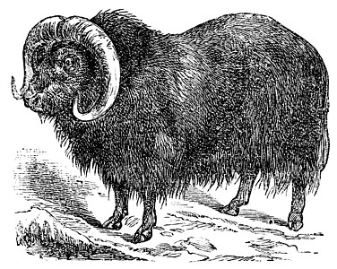 Muskox奥维博斯奶粉 口香牛 古代雕刻插图动物蚀刻古董气味动物群野生动物麝牛麝香艺术图片