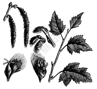 白或白 古代雕刻树叶园艺银叶艺术品古董种子植物学绘画插图植物群图片