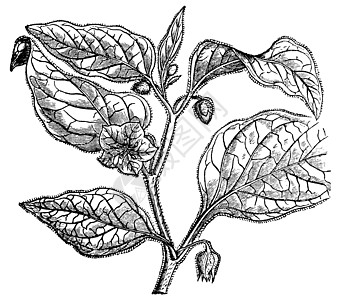 西普利亚的植物 古代雕刻艺术维生素古董浆果水果绘画醋栗季节蚀刻叶子图片