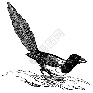 黑卷麦片 古代雕刻插图绘画艺术动物群艺术品蚀刻黑嘴翅膀尾巴白色图片