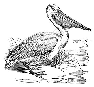 大白或东白或佩列卡努斯绘画翅膀鸟类蚀刻艺术品账单古董艺术脊椎动物动物图片