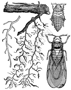 昆虫的不同部位 古代雕刻蚀刻动物学古董学家艺术插图节点肿胀蚜虫绘画图片