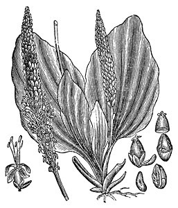 大普兰塔或植物大区 古代雕刻种子敷料芭蕉药品植物群叶子树叶插图艺术品花园图片