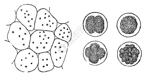 单元格分区 老式刻字生物雕刻动物绘画蚀刻植物生长古董女儿艺术图片