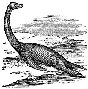 古代雕刻海洋古生物学食肉化石插图艺术品白色动物爬虫脊椎动物图片