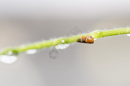 花朵上的虫子宏观花园叶子绿色植物昆虫漏洞殖民地图片