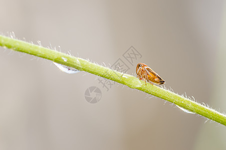 花朵上的虫子宏观花园植物漏洞叶子绿色昆虫殖民地图片