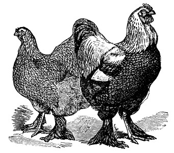 男的和女的Brahmaschicken公鸡绘画女性雕刻动物梳子插图翅膀艺术品家畜图片