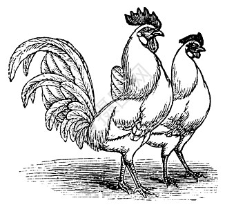 白 Leghorns chicken 的男女老式雕刻食物绘画插图草图羽毛来航动物群艺术品母鸡艺术图片