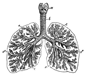 人类古代雕刻的肺艺术男人蚀刻生物科学气管艺术品支气管插图古董图片