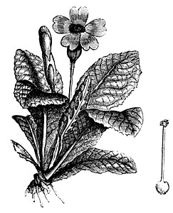 Cowslip 或长年雕刻植物绘画牛粪草图双线植物群蚀刻插图李子搭扣图片