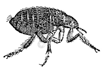 人类跳蚤或古老的刻刻白色古董生物学生物动物学昆虫草图绘画蚀刻雕刻图片