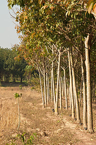 橡胶树种植园活力环境场景丛林乳胶木头收获植物树干图片